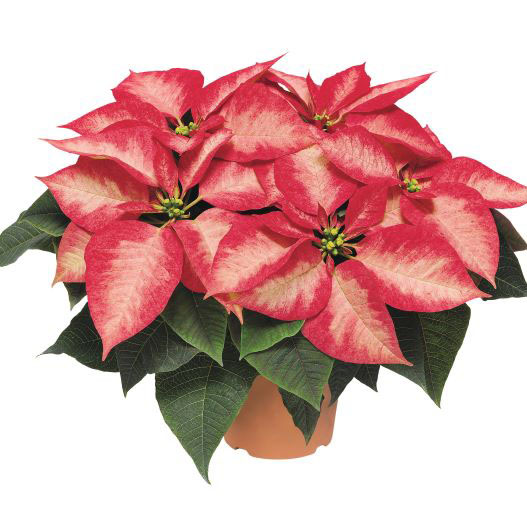 ポインセチア プレミアムファミリー｜WEBカタログ｜未来アグリス株式