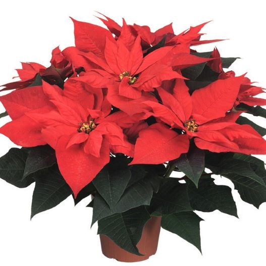 ポインセチア　プリメーロファミリー 