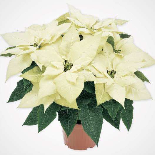 ポインセチア プリメーロファミリー｜WEBカタログ｜未来アグリス株式