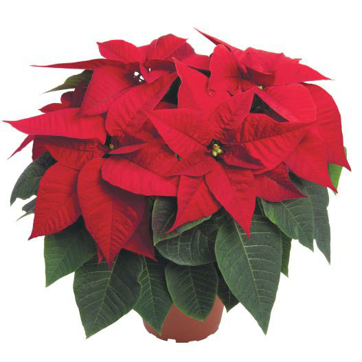 ポインセチア　プリマレッド2.0 