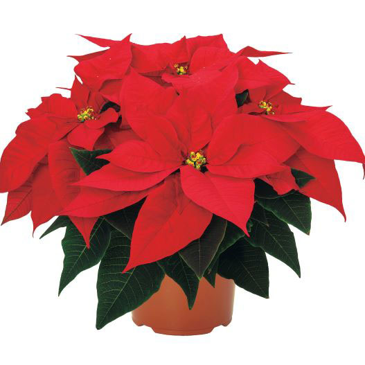 ポインセチア　バーニングエンバー 