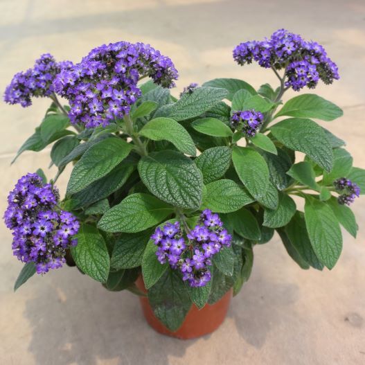 ヘリオトロープ　ブライドブルー 