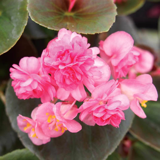 ベゴニア センパフローレンス　ダブレット シリーズ 