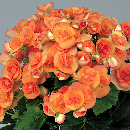 ベゴニア　エラチオール その他のグループ 