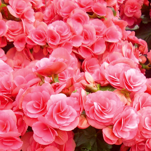 ベゴニア　エラチオール バルコスグループ 