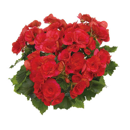 ベゴニア　エラチオール バルコスグループ 