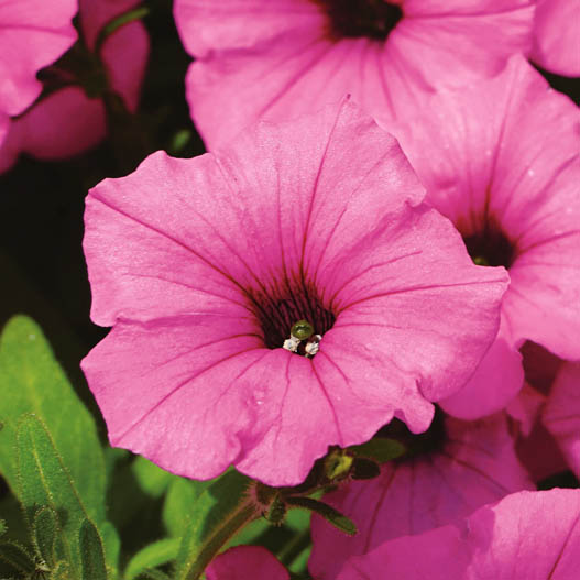 ペチュニア　スーパーチュニア 