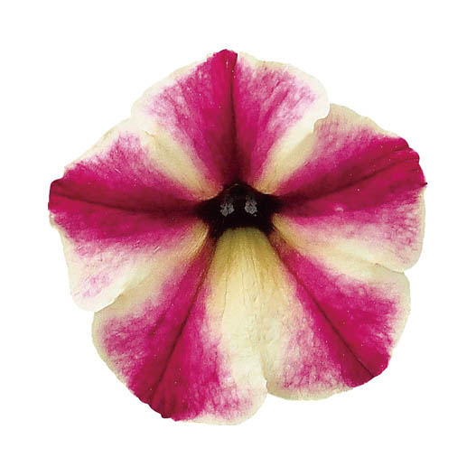 ゆ*う様 16 激レア 超大株 アデニア ペチュエリー 現地球 鮮度抜群