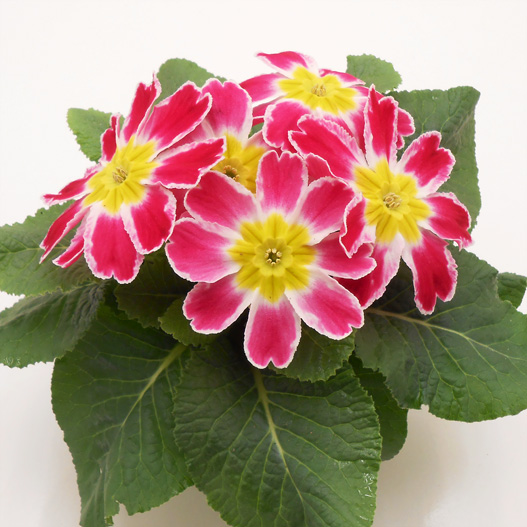 プリムラ アコーリス　スターフィーバー シリーズ 