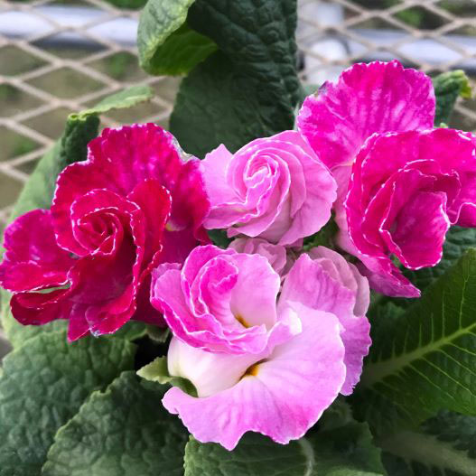 プリムラ ポリアンサ　パーティドレス 