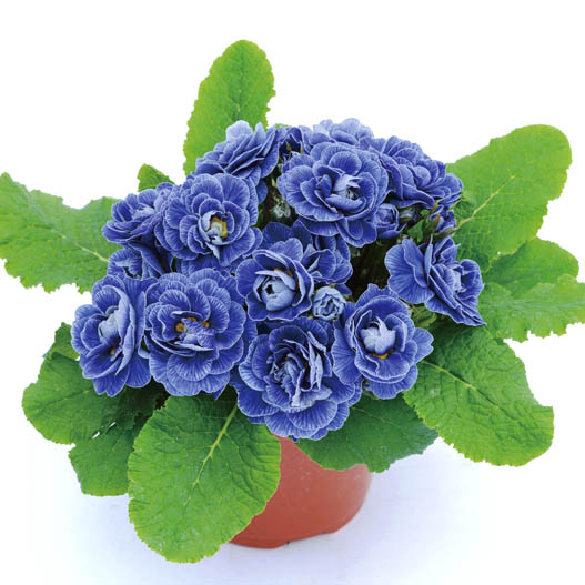 プリムラ イングリッシュタイプ　ベラリーナ シリーズ 