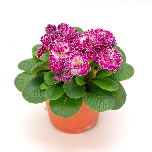 プリムラ イングリッシュタイプ　ベラリーナ シリーズ 