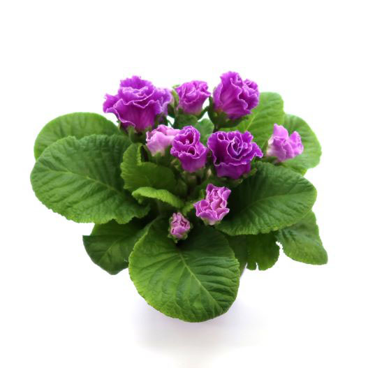 プリムラ ジュリアン　プレミアムジュリアン ブルーベリーのムース 