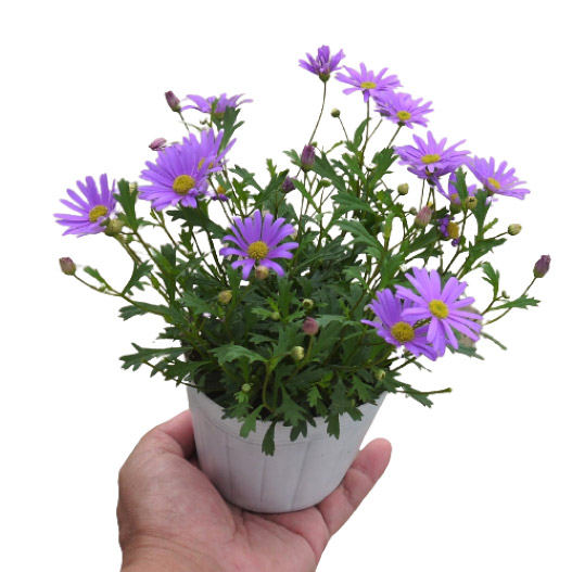 ブラキカム　ブラスコバイオレット 