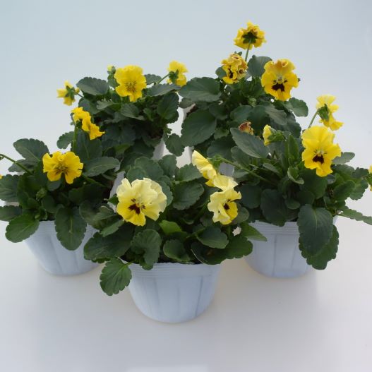 ビオラ　ソワレ シリーズ 