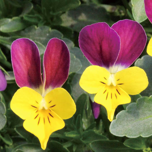 ビオラ　フィーリー シリーズ 