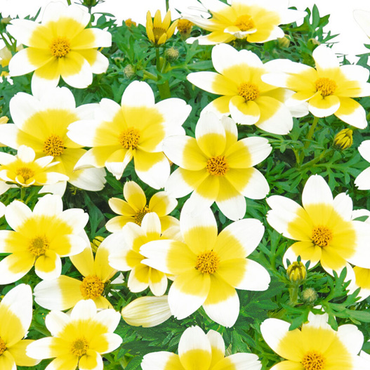 ビデンス　キャンプファイヤー シリーズ 