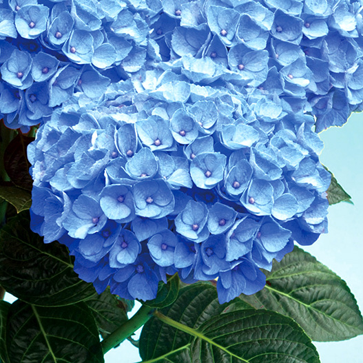 ハイドランジア アンダ｜WEBカタログ｜未来アグリス株式会社|未来