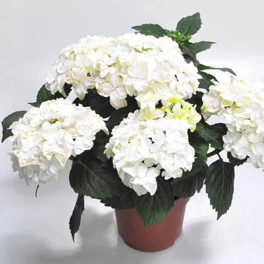 ハイドランジア　ダブルダッチ 