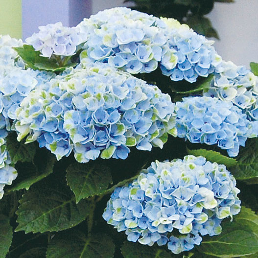 ハイドランジア マジカル シリーズ｜WEBカタログ｜未来アグリス株式