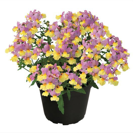 ネメシア　アロマンス シリーズ 