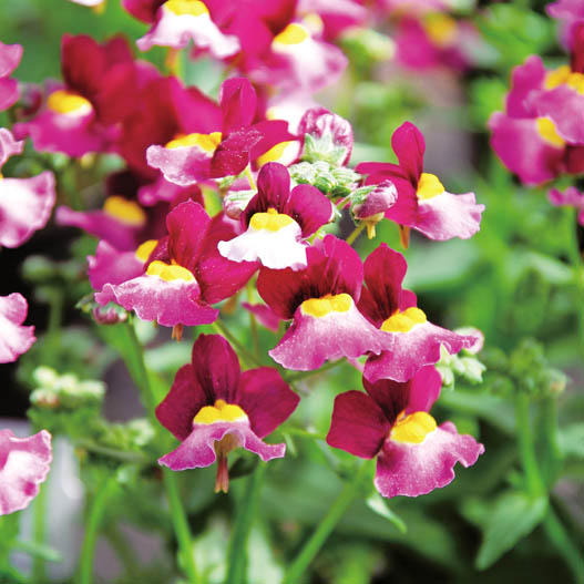 ネメシア　アロマンス シリーズ 