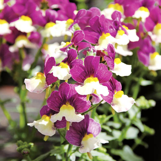 ネメシア　アロマンス シリーズ 