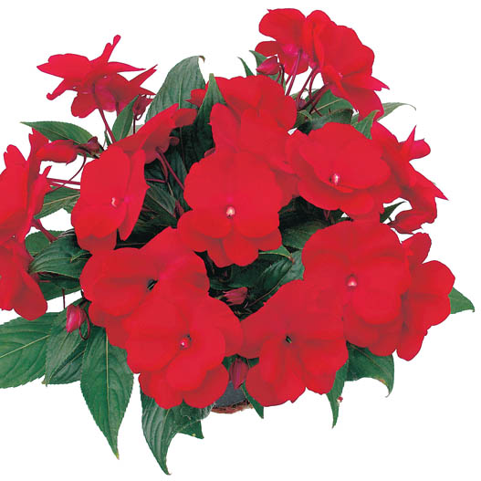 ニューギニアインパチェンス　トロピカル 