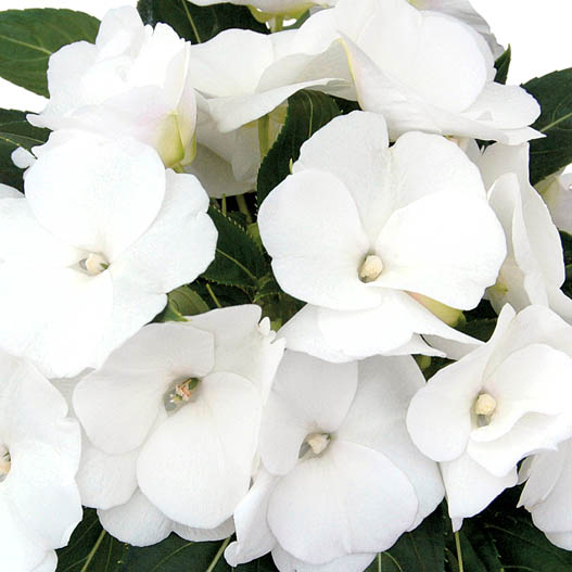 ニューギニアインパチェンス　トロピカル 