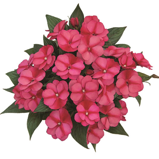 ニューギニアインパチェンス　トロピカル 