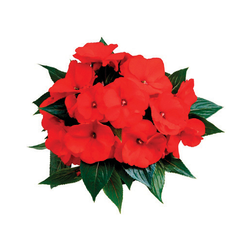 ニューギニアインパチェンス　トロピカル 