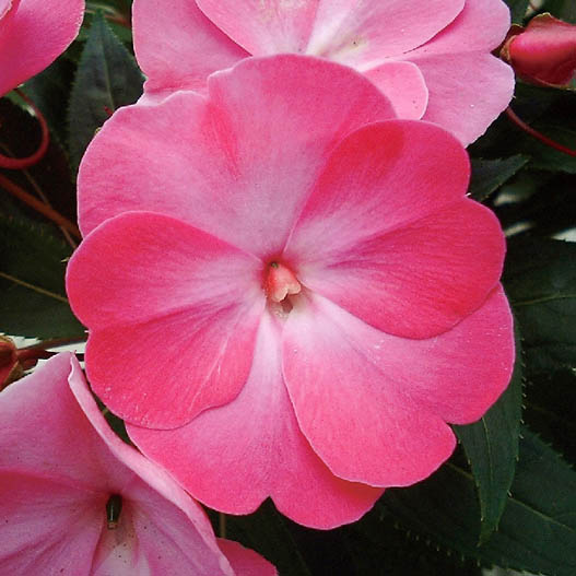 ニューギニアインパチェンス　トロピカル 