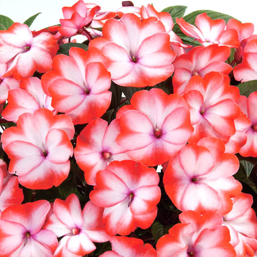 ニューギニアインパチェンス　ハーモニーラディアンス 