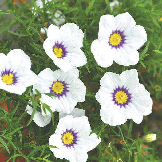 ニーレンベルギア　オーガスタ シリーズ 