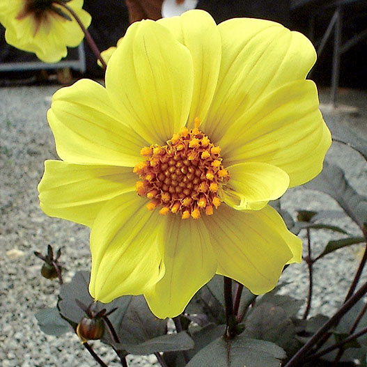 ダリア　ガーデンダリア シリーズ 