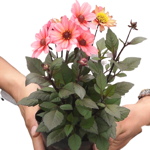 ダリア　ハミングブロンズ シリーズ 