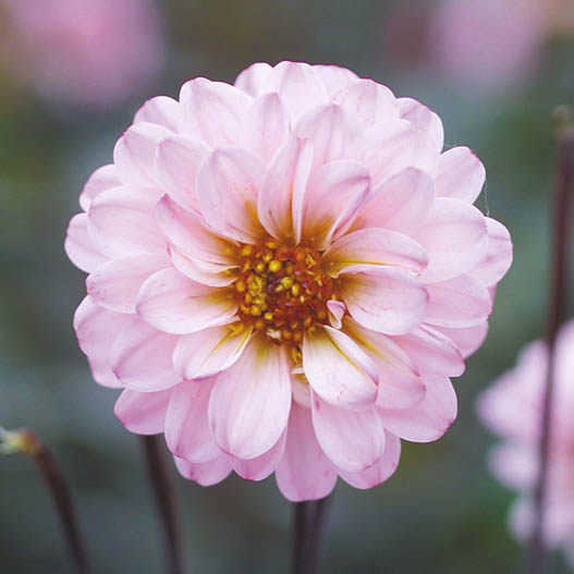 ダリア　ハミングブロンズ シリーズ 