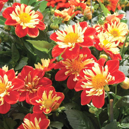 ダリア　スターシスター シリーズ 