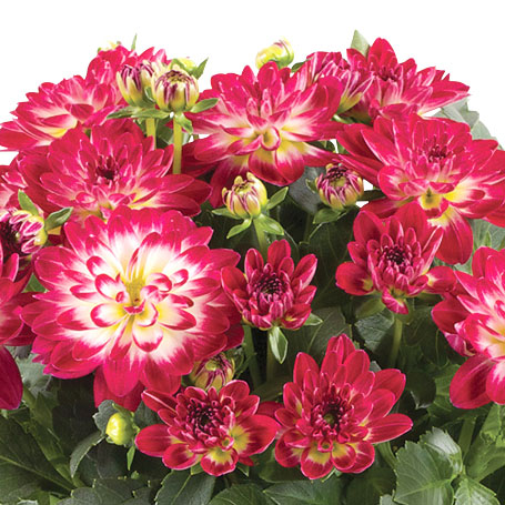 ダリア　ミニ シリーズ 