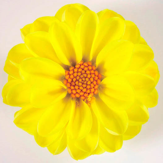 ダリア　ミニ シリーズ 