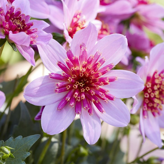 ダリア　マキシ シリーズ 