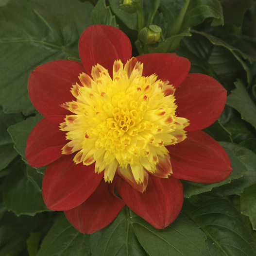 ダリア　マキシ シリーズ 