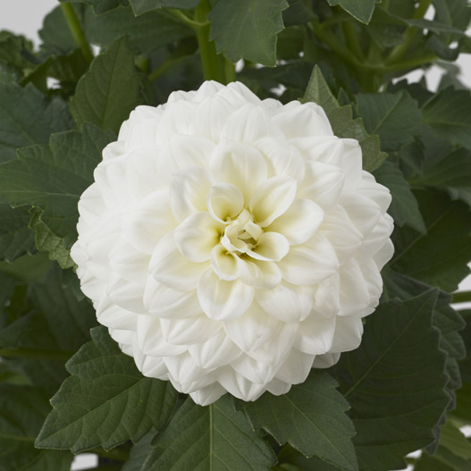 ダリア　マキシ シリーズ 