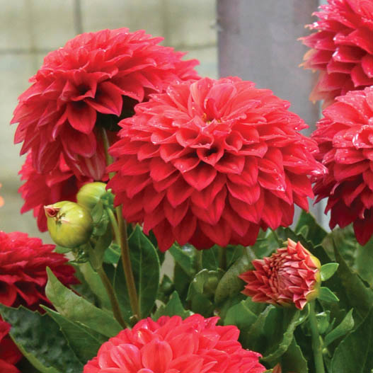 ダリア　マキシ シリーズ 