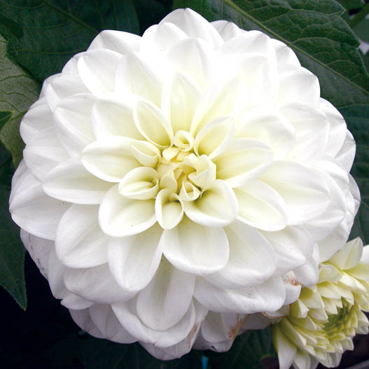 ダリア　マキシ シリーズ 