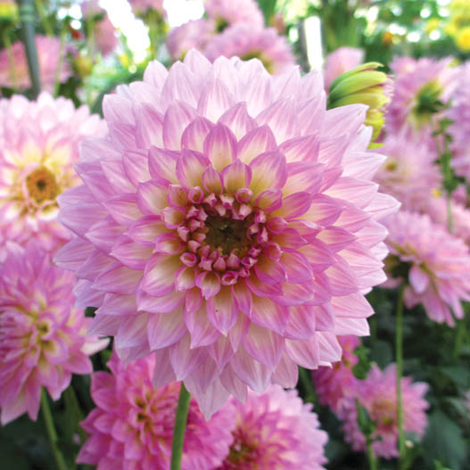 ダリア　マキシ シリーズ 