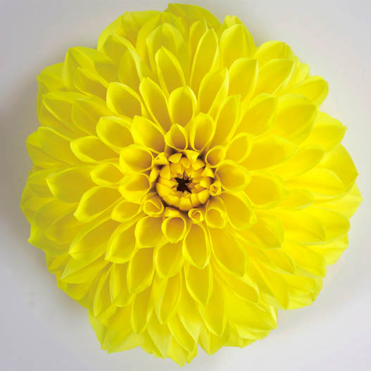 ダリア　マキシ シリーズ 