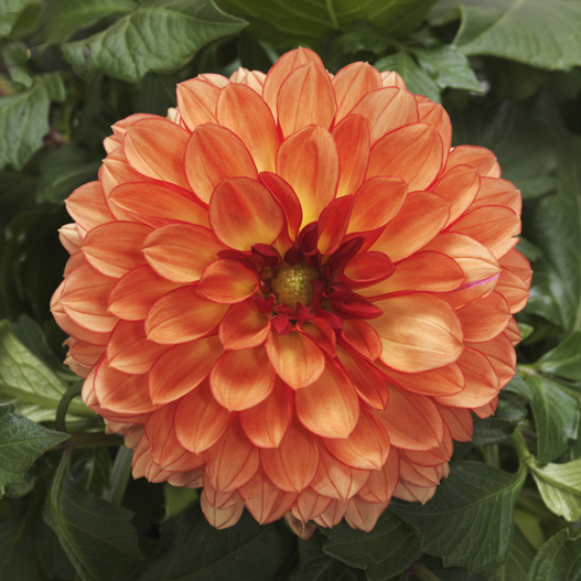 ダリア　マキシ シリーズ 