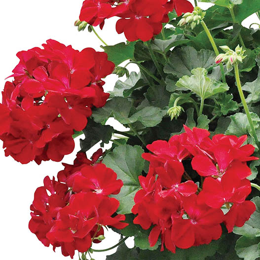 ゼラニウム　チャンピオン シリーズ 