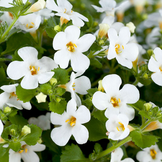 ステラ(バコパ)　スコーピア シリーズ 